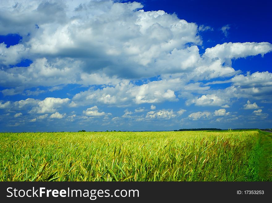 Field Of Wheat And Sky