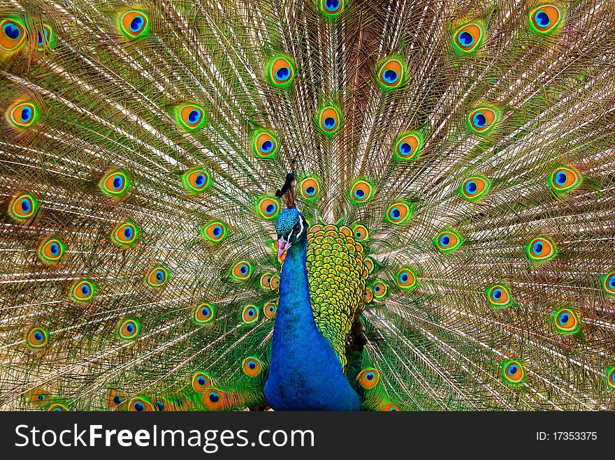 Peacock beautifully opened him tail