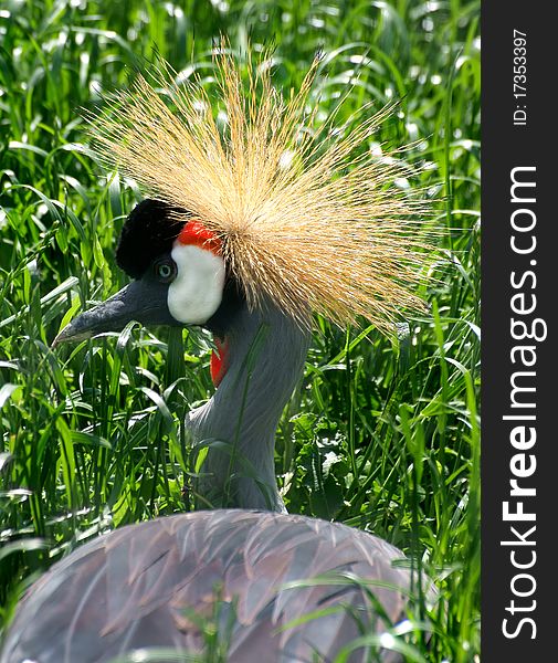 Wild bird - African Grey Crowned Crane