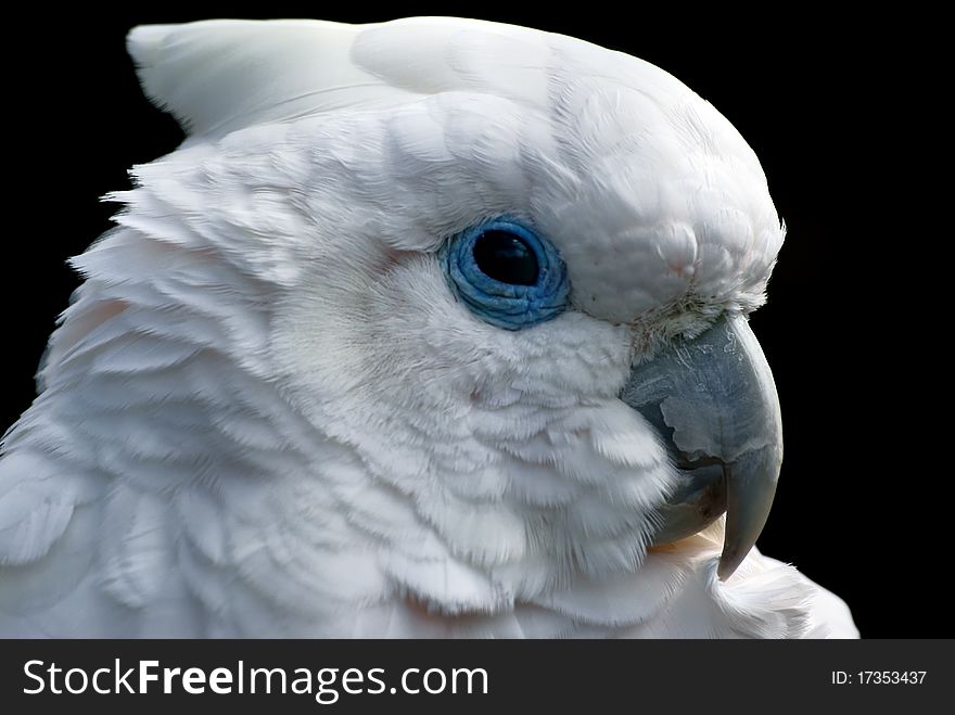 Portrait of a white parrot on a black background