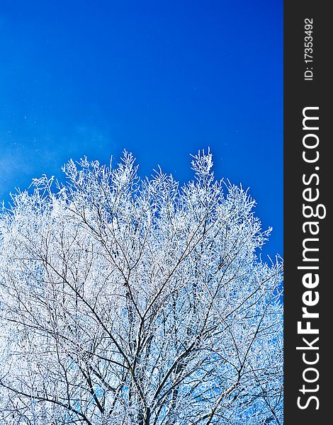 Image of crone snowed tree with copyspace