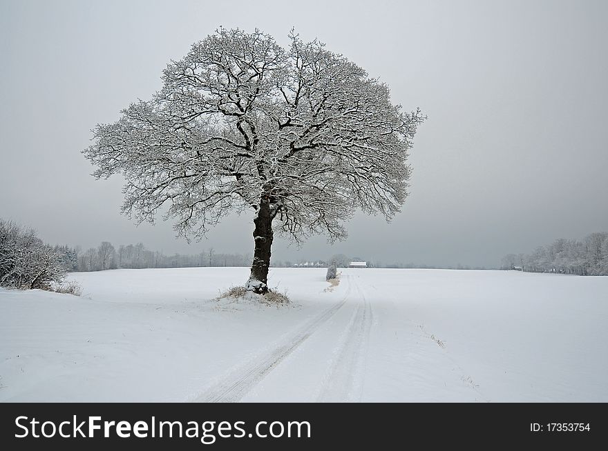 Winter Landscape in Denmark, Sjoelund near Kolding