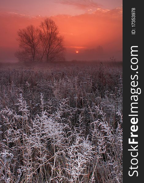 Hoar frost covered grass at dawn in the woods. Hoar frost covered grass at dawn in the woods