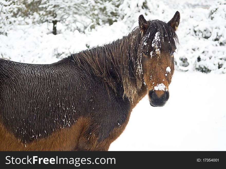 Color landscape photo of a Brown horse standing in a snow covered field. Color landscape photo of a Brown horse standing in a snow covered field.