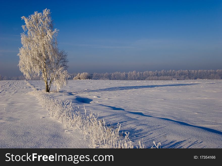 Solar winter landscape with forest and fields. Solar winter landscape with forest and fields