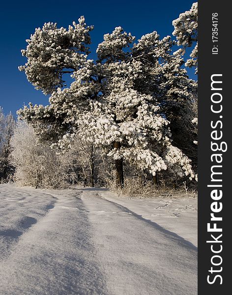 Solar winter landscape with forest and fields. Solar winter landscape with forest and fields