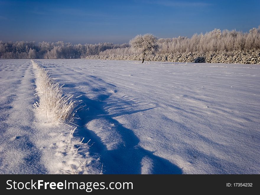 Solar winter landscape with forest and fields. Solar winter landscape with forest and fields