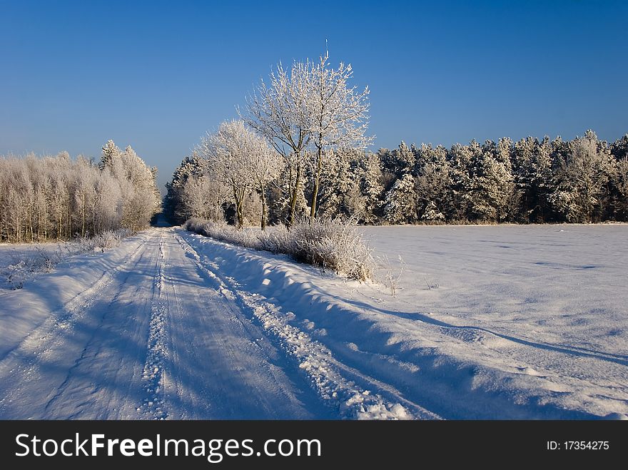 Solar winter landscape with forest and fields. Solar winter landscape with forest and fields