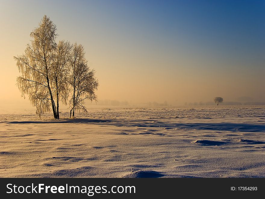 Solar winter landscape with tree and fields. Solar winter landscape with tree and fields