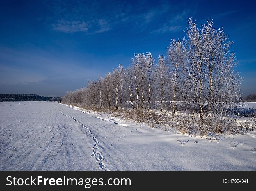 Solar winter landscape with forest and fields. Solar winter landscape with forest and fields