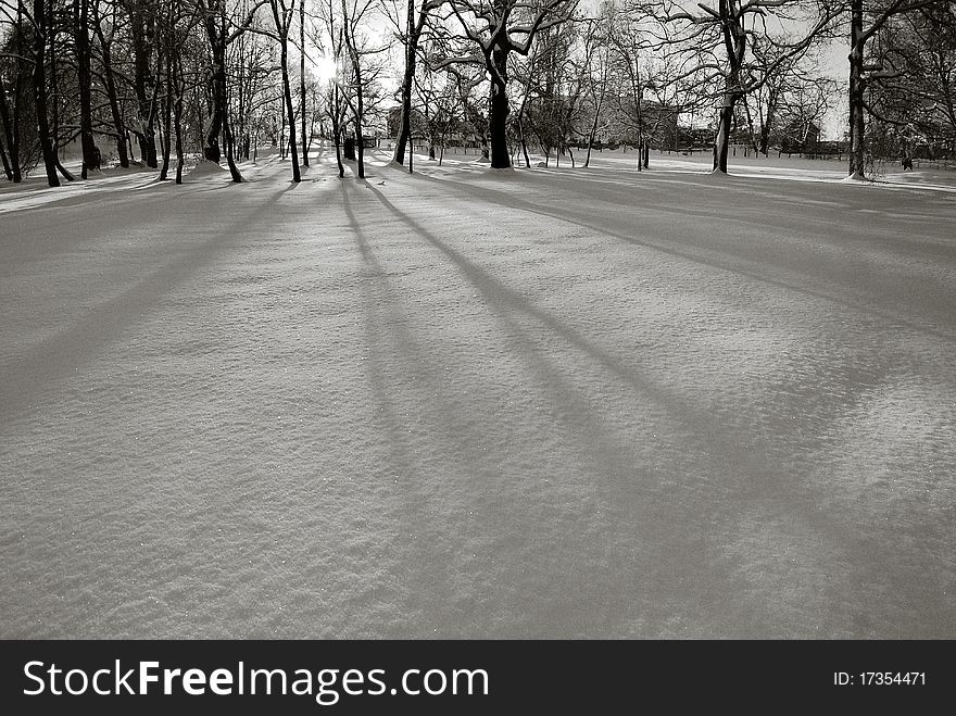 Winter black white landscape with trees. Winter black white landscape with trees