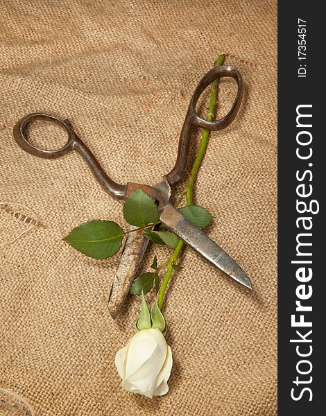 Old scissors and white rose on the jute. Old scissors and white rose on the jute