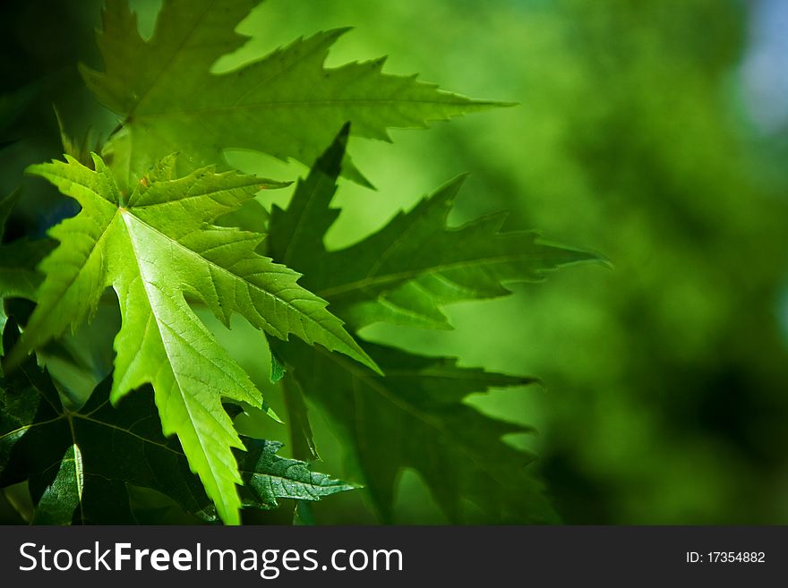 Leafage of mapple on a blurry background