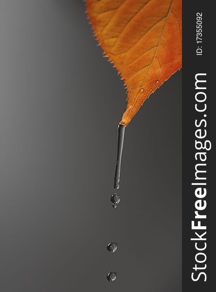 Photography of study of a water drop falling down from an autumnal leaf. Photography of study of a water drop falling down from an autumnal leaf