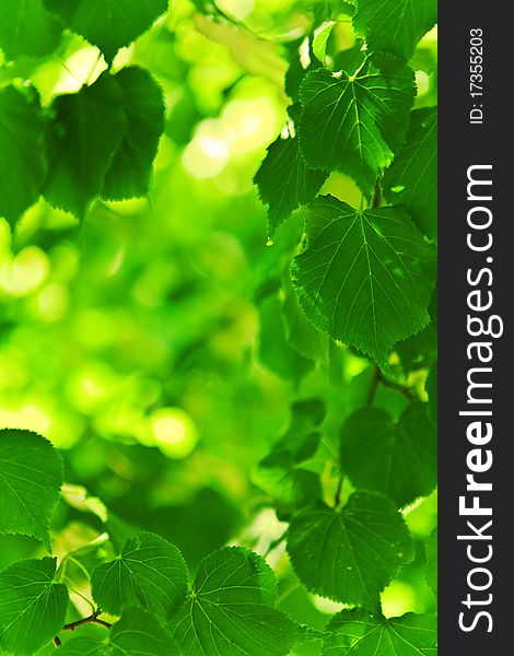Background of green leaves on a blurry background. Background of green leaves on a blurry background