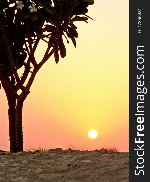 Silhouette of frangipani flowers tree on sunset in Middle East. Silhouette of frangipani flowers tree on sunset in Middle East