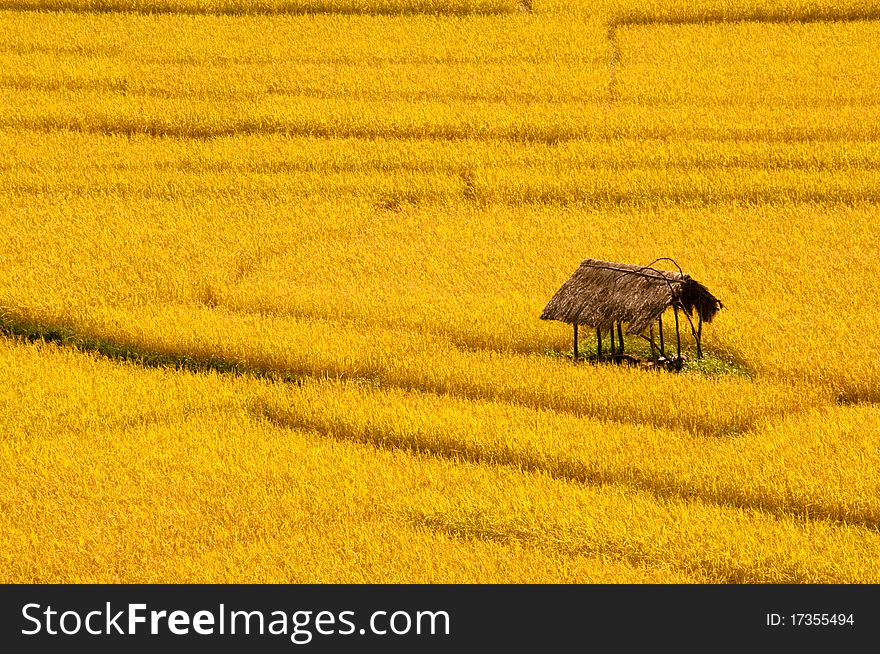A scenic view of a Hut in a field of vibrant yellow color. A scenic view of a Hut in a field of vibrant yellow color.