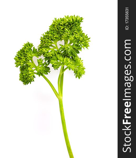 Branch of parsley isolated on white background