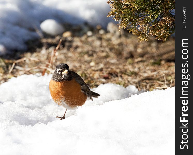 American Robin stands in a drift of icy snow. American Robin stands in a drift of icy snow