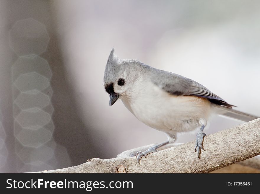 Inquisitive Tufted Titmouse on branch
