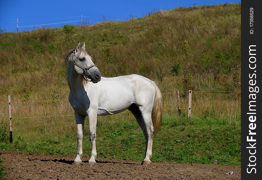 Slovak beauty, lovely, pretty studhorse. Slovak beauty, lovely, pretty studhorse.