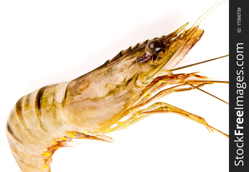 Fresh raw Tiger prawn. Close up white background