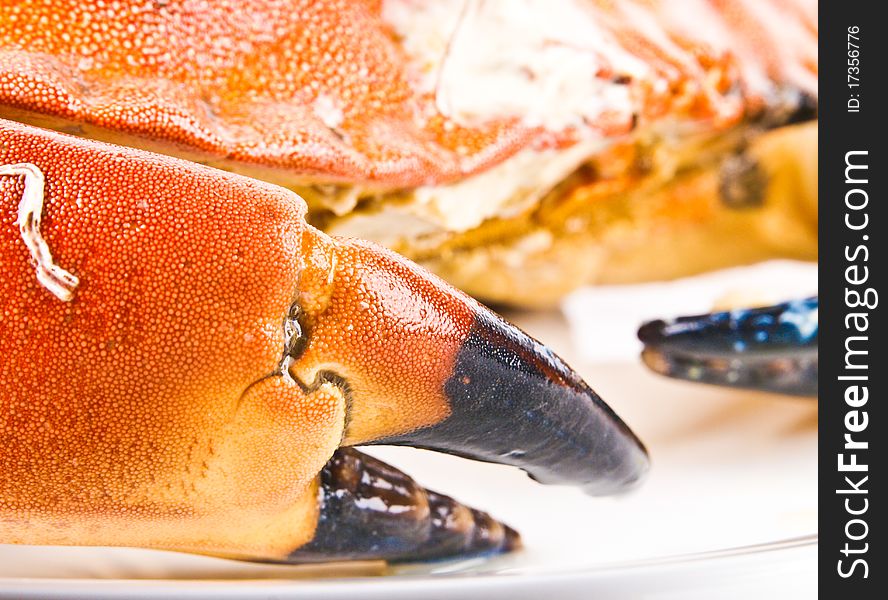 Cancer Pagurus Edible Crab