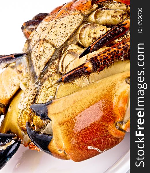 Cancer Pagurus Edible Crab