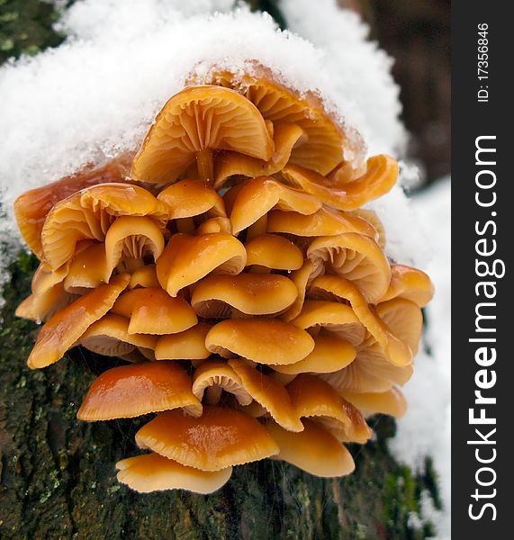 Mushrooms Covered With Snow