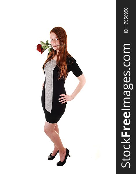 A pretty red haired woman in a black dress holding a red rose in her 
mouth, looking into the camera, on white background. A pretty red haired woman in a black dress holding a red rose in her 
mouth, looking into the camera, on white background.