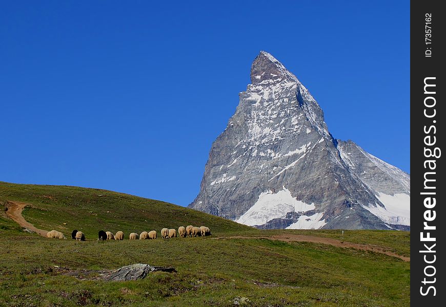 Swiss beauty, sheeps under majesty Matterhorn.