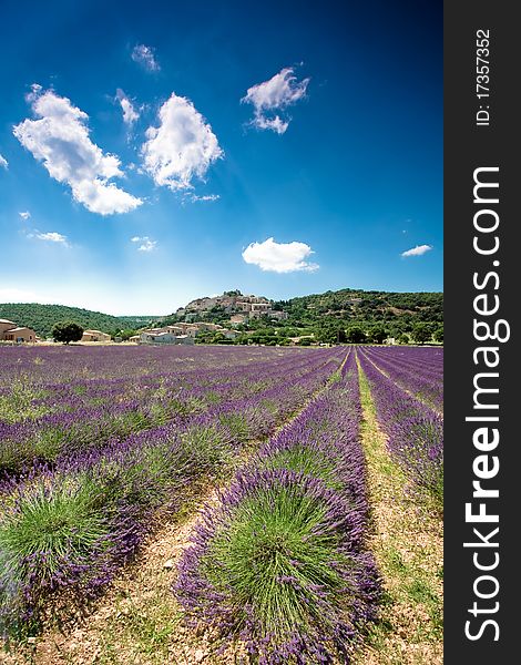 Field of lavender in provence, south France