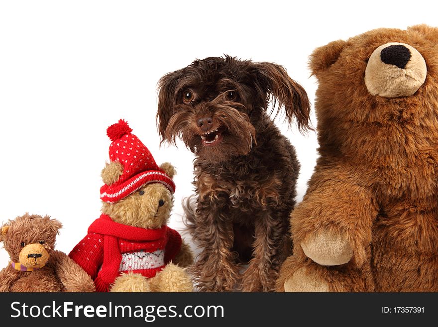 Adorable Dog among the Christmas Bears