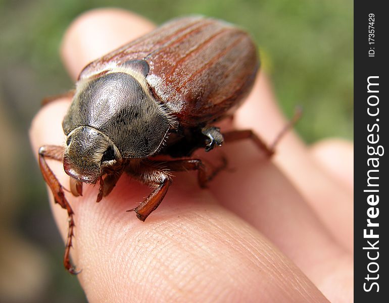 Macro photo of a may bug (Cockchafer). Macro photo of a may bug (Cockchafer).