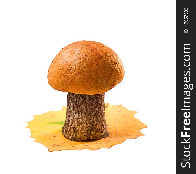 Orange-cup boletus isolated