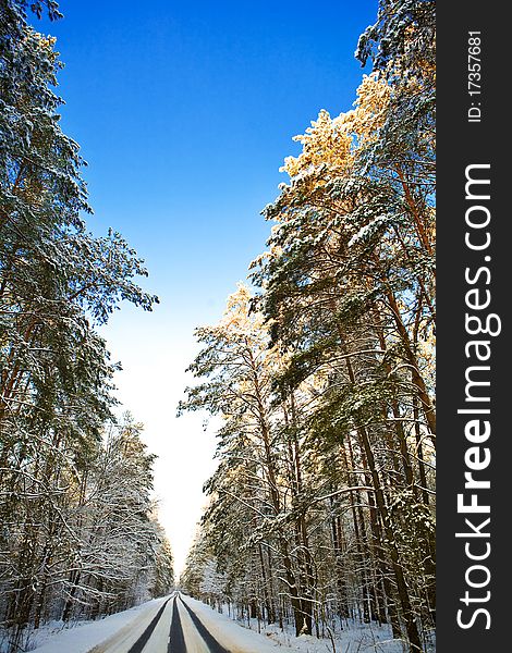 Road In The Winter Forest