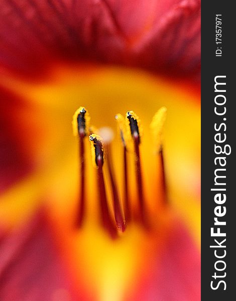 Macro of a red hemerocallis