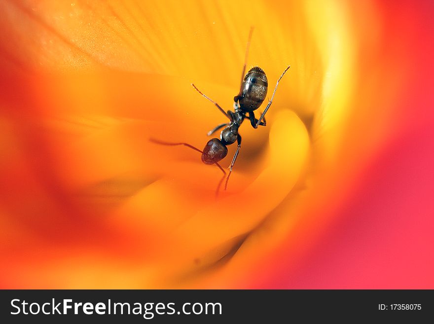 Closeup of a ant in a hemerocallis