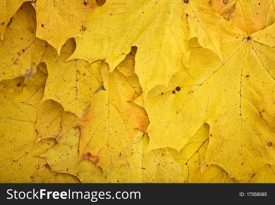 Background of dry dirty yellow autumn leaves a close up. Background of dry dirty yellow autumn leaves a close up