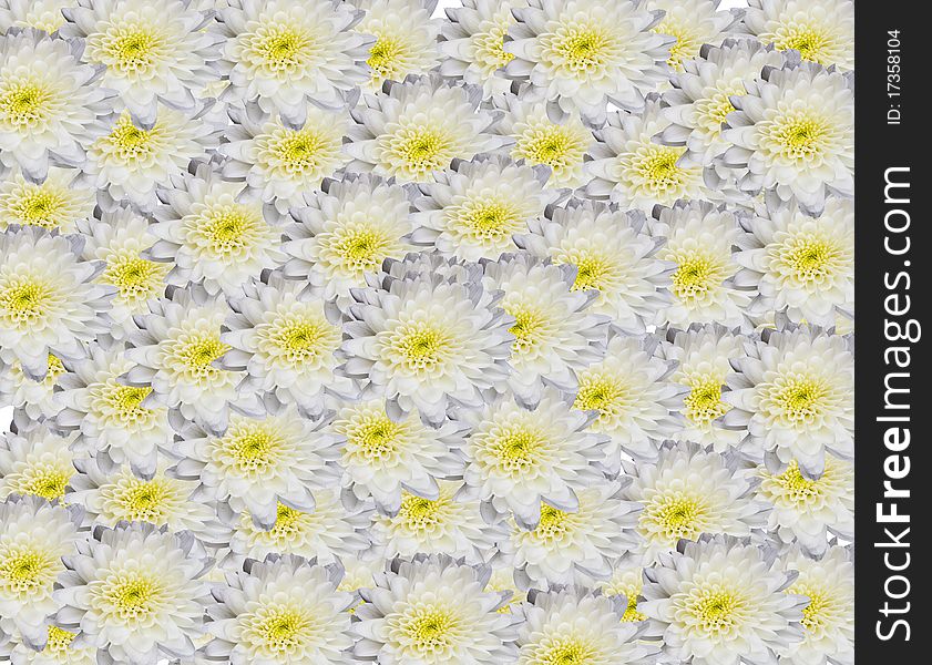 White flowers use for background. White flowers use for background