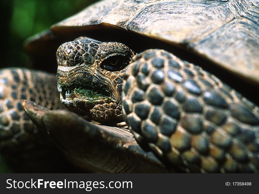 Desert tortoise that just finished eating its greens. Desert tortoise that just finished eating its greens