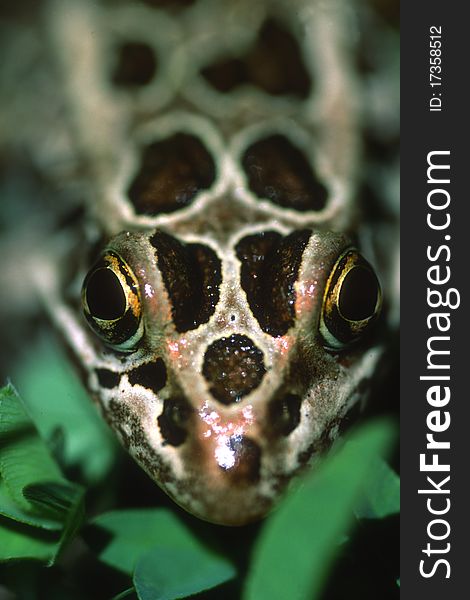 Close up of a leopard frog staring up at you. Close up of a leopard frog staring up at you.