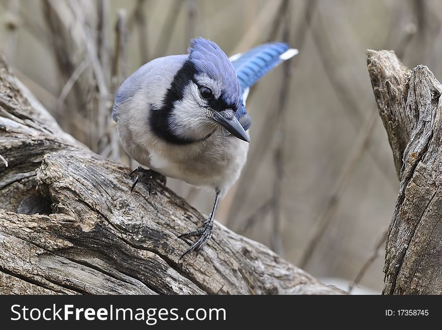 Blue Jay 6c