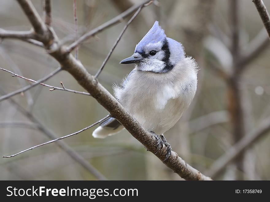 Blue Jay in natural setting. Blue Jay in natural setting