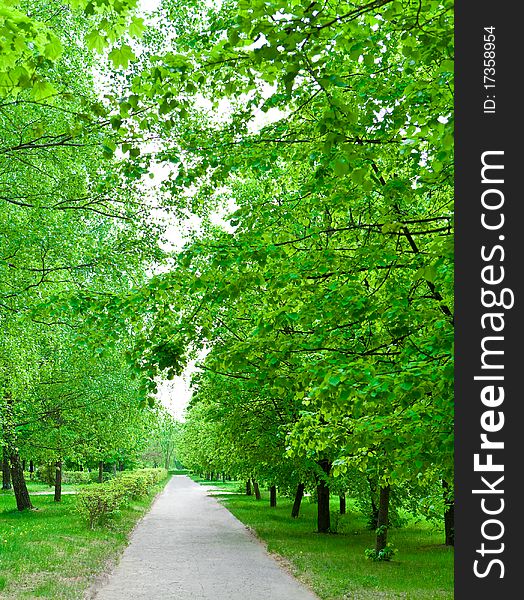 Green Avenue In Park