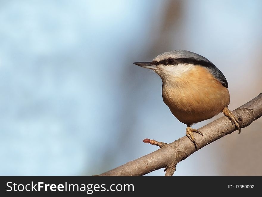 An Eurasian Nuthatch perching on a twig in a sunny winter day.