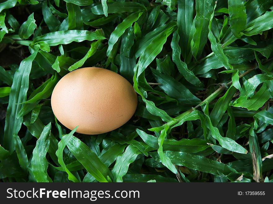 The Egg On Grass