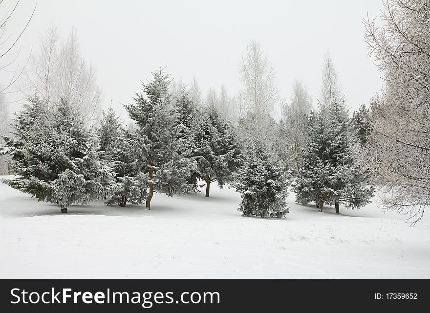December fir trees in hoarfrost