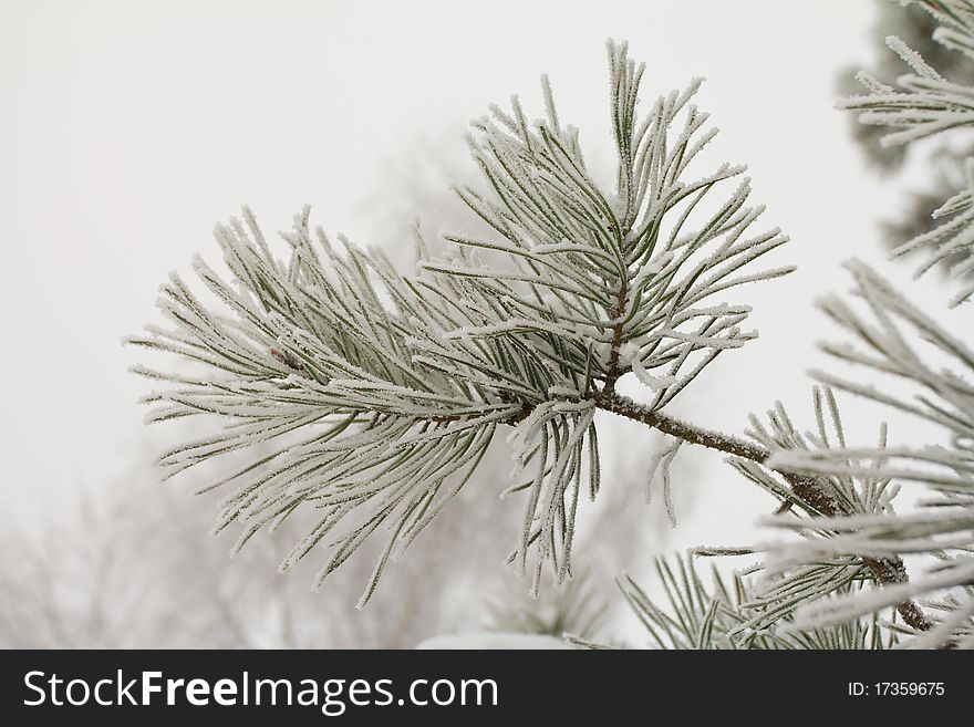 Close-up branch of pine, covered with hoar-frost. Close-up branch of pine, covered with hoar-frost