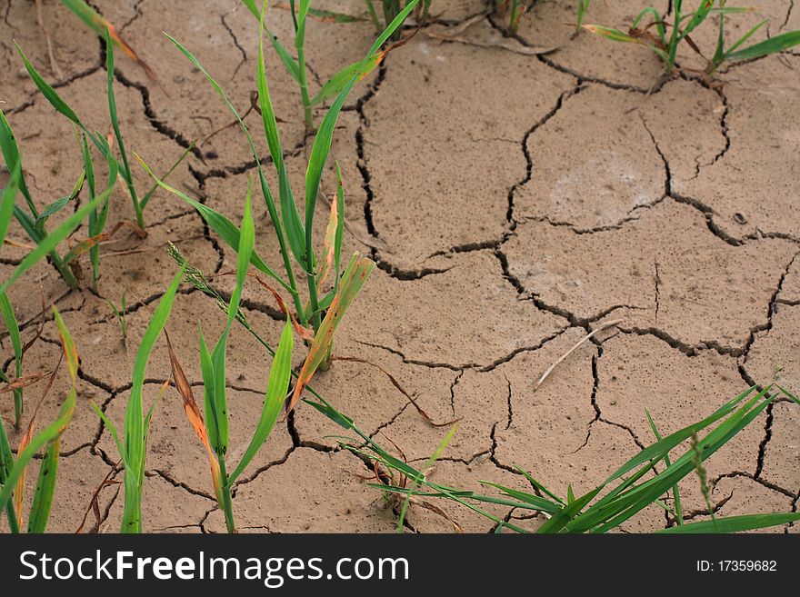 Cracked parched land after a drought .